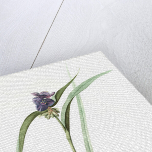 Tradescantia virginica, Tradescantia virginica; Ephémérine de Virginie, Transitory of Virginia; Spiderwort by Pierre Joseph Redouté