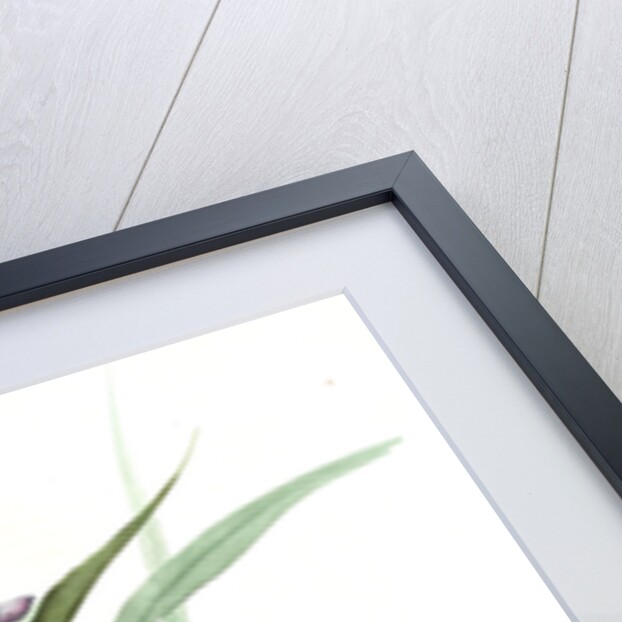 Tradescantia virginica, Tradescantia virginica; Ephémérine de Virginie, Transitory of Virginia; Spiderwort by Pierre Joseph Redouté