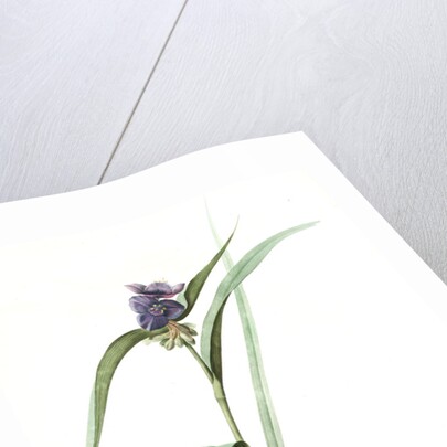 Tradescantia virginica, Tradescantia virginica; Ephémérine de Virginie, Transitory of Virginia; Spiderwort by Pierre Joseph Redouté