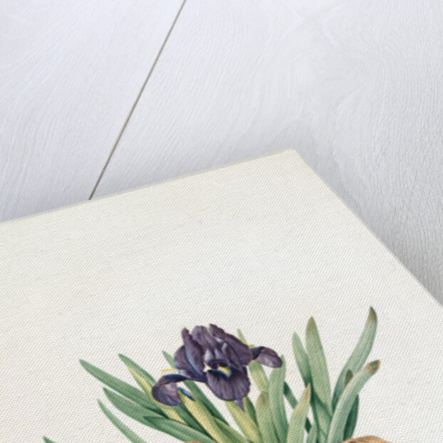 Iris pumila floribus violaceis, Iris naine à fleurs violettes by Pierre Joseph Redouté