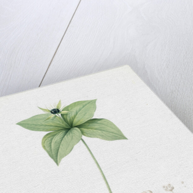 Paris quadrifolia, Parisette à quartre feuilles; Herb Paris, True-Love, or One-Berry by Pierre Joseph Redouté