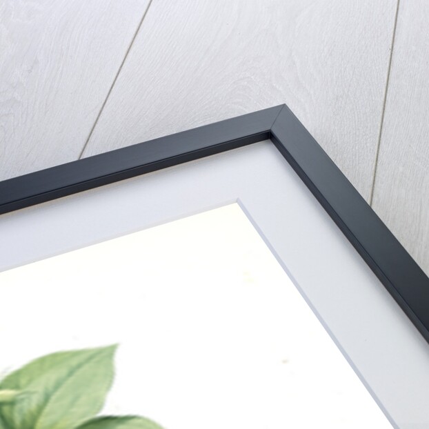 Paris quadrifolia, Parisette à quartre feuilles; Herb Paris, True-Love, or One-Berry by Pierre Joseph Redouté