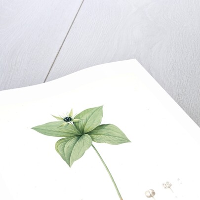 Paris quadrifolia, Parisette à quartre feuilles; Herb Paris, True-Love, or One-Berry by Pierre Joseph Redouté