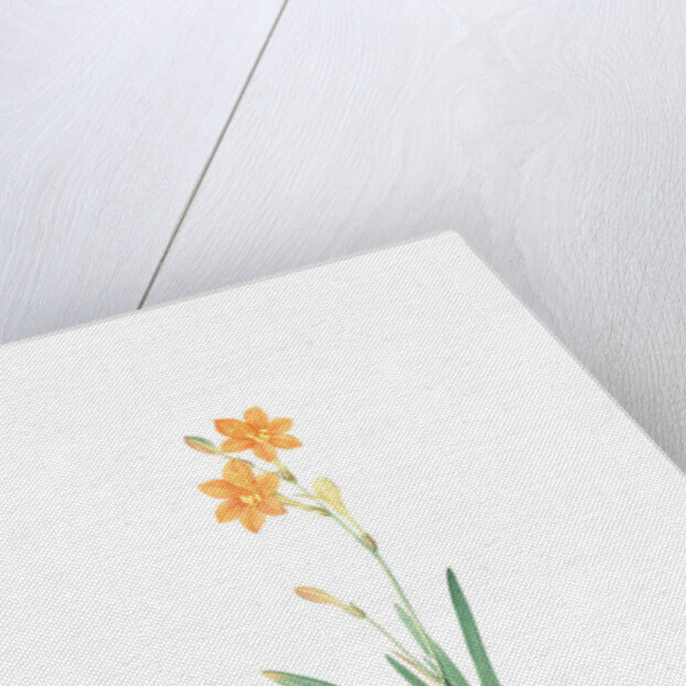 Montbretia, Tritonia securigera; Montbretie, Copper-colored Corn flag by Pierre Joseph Redouté