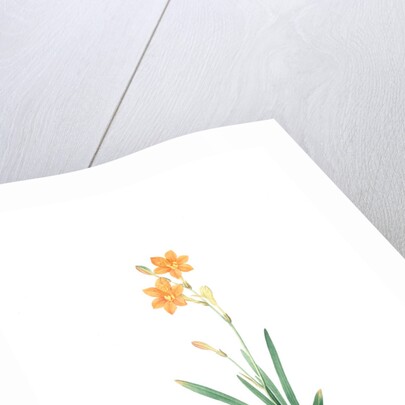 Montbretia, Tritonia securigera; Montbretie, Copper-colored Corn flag by Pierre Joseph Redouté