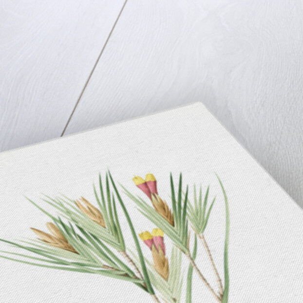 Witsenia Maura, Witsenia maure, Bokmakierie's tail by Pierre Joseph Redouté