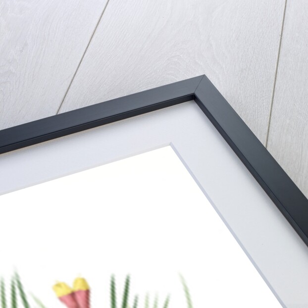 Witsenia Maura, Witsenia maure, Bokmakierie's tail by Pierre Joseph Redouté