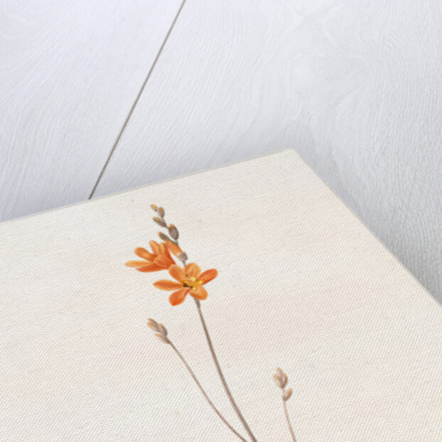 Ixia crocata, Tritonia crocata; Ixia safranée; Blazing Star, Saffron-colored Ixia by Pierre Joseph Redouté