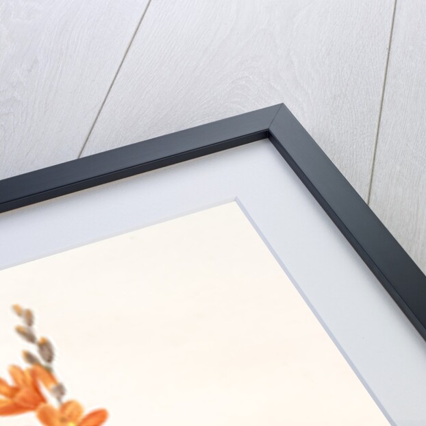 Ixia crocata, Tritonia crocata; Ixia safranée; Blazing Star, Saffron-colored Ixia by Pierre Joseph Redouté