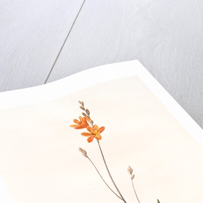 Ixia crocata, Tritonia crocata; Ixia safranée; Blazing Star, Saffron-colored Ixia by Pierre Joseph Redouté