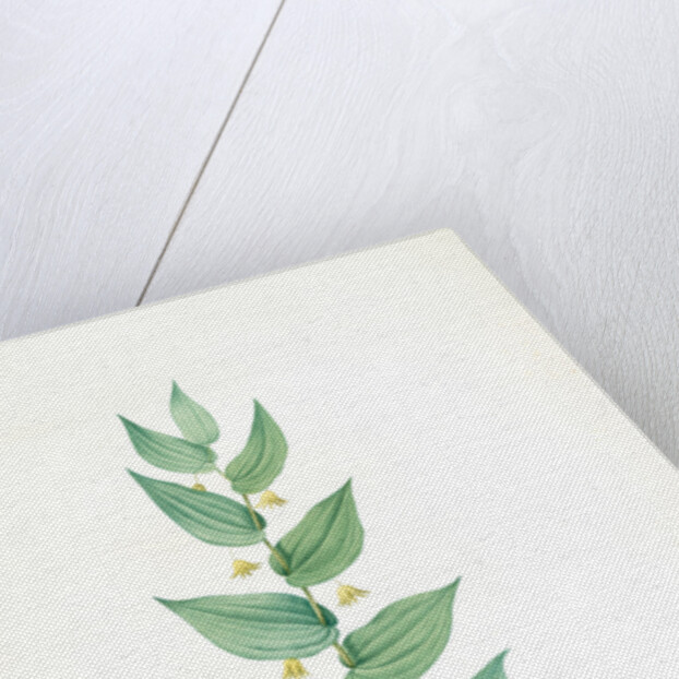 Streptopus amplexifolius, Streptore embrassant; Twisted Stalk by Pierre Joseph Redouté