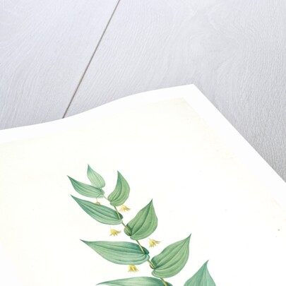 Streptopus amplexifolius, Streptore embrassant; Twisted Stalk by Pierre Joseph Redouté