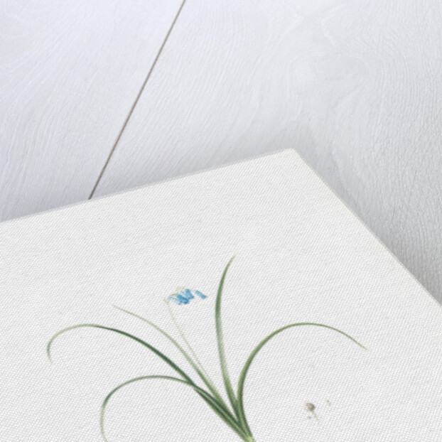 Hyacinthus amethystinus, Jacinthe améthyste, Spanish dwarf Hyacinth, Brimeura amethystina, Hyacinth of the Pyrenees by Pierre Joseph Redouté