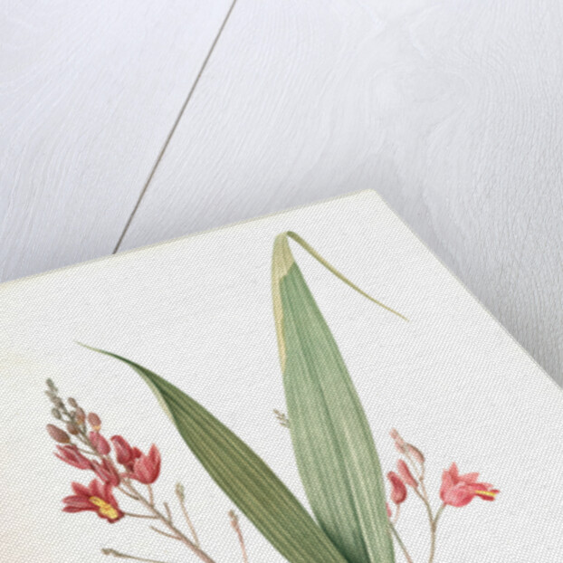 Limodorum purpureum, Bletia verecunda; Limodore pourpre, Pine pink by Pierre Joseph Redouté