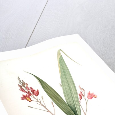 Limodorum purpureum, Bletia verecunda; Limodore pourpre, Pine pink by Pierre Joseph Redouté