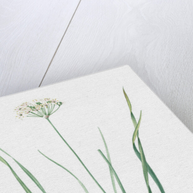 Allium tartaricum, Allium ramosum; Ail de Tartarie, Chinese chives; Fragrant-flowered garlic by Pierre Joseph Redouté