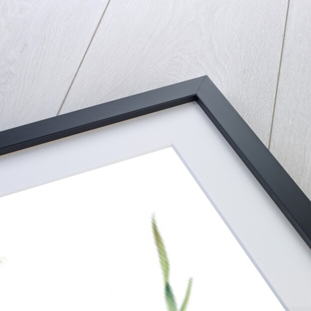 Allium tartaricum, Allium ramosum; Ail de Tartarie, Chinese chives; Fragrant-flowered garlic by Pierre Joseph Redouté