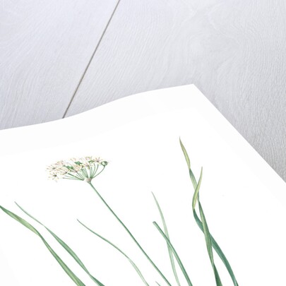 Allium tartaricum, Allium ramosum; Ail de Tartarie, Chinese chives; Fragrant-flowered garlic by Pierre Joseph Redouté