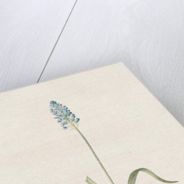 Scilla italica, Scille d'Italie; Italian Squill by Pierre Joseph Redouté