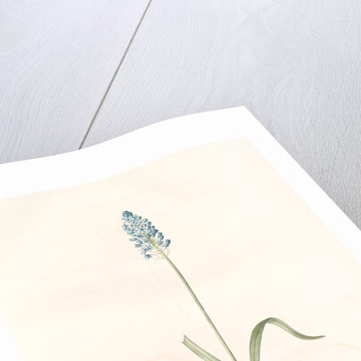 Scilla italica, Scille d'Italie; Italian Squill by Pierre Joseph Redouté