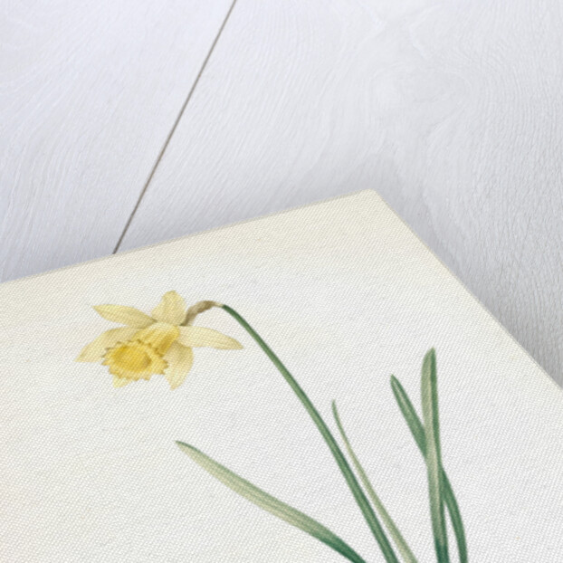 Narcissus pseudo-narcissus, Narcissus Pseudo-Narcissus, Daffodil Lent Lily by Pierre Joseph Redouté