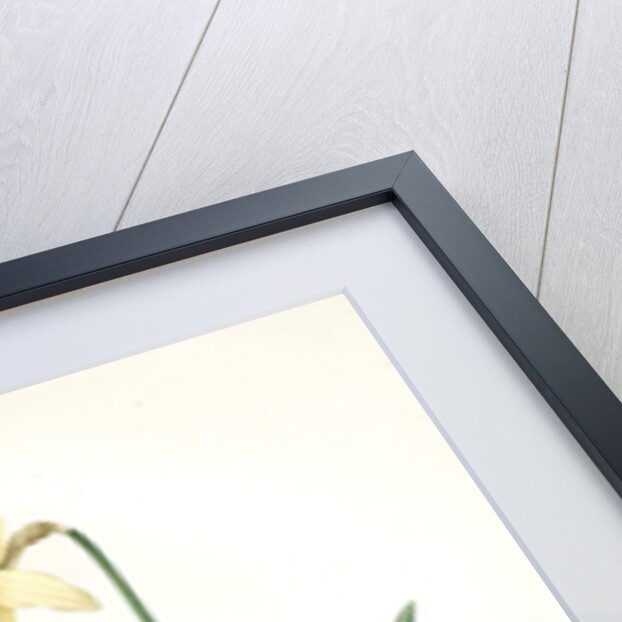 Narcissus pseudo-narcissus, Narcissus Pseudo-Narcissus, Daffodil Lent Lily by Pierre Joseph Redouté