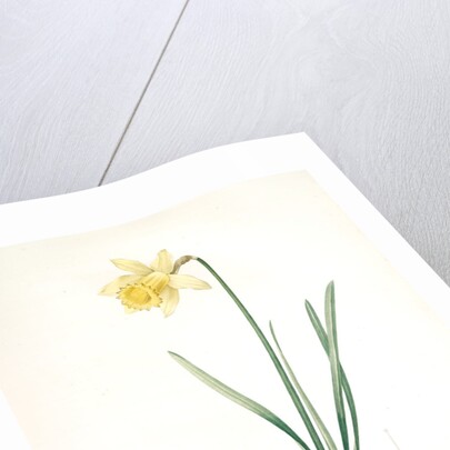 Narcissus pseudo-narcissus, Narcissus Pseudo-Narcissus, Daffodil Lent Lily by Pierre Joseph Redouté