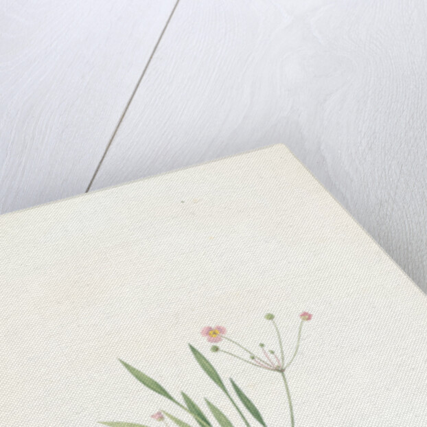 Alisma ranunculo'ides, Fluteau renonculé, Lesser waterplantain by Pierre Joseph Redouté