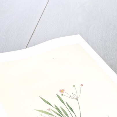 Alisma ranunculo'ides, Fluteau renonculé, Lesser waterplantain by Pierre Joseph Redouté