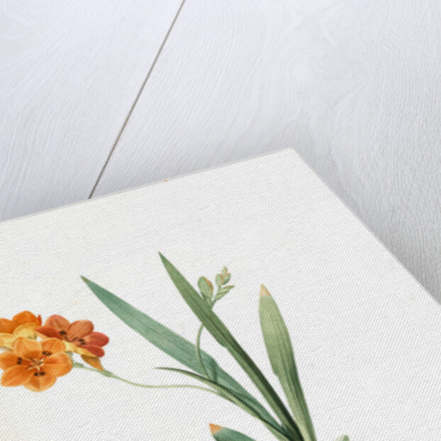 Ixia miniata, Tritonia deusta; Ixia minimum, Copper-color Tritonia by Pierre Joseph Redouté