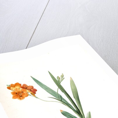 Ixia miniata, Tritonia deusta; Ixia minimum, Copper-color Tritonia by Pierre Joseph Redouté