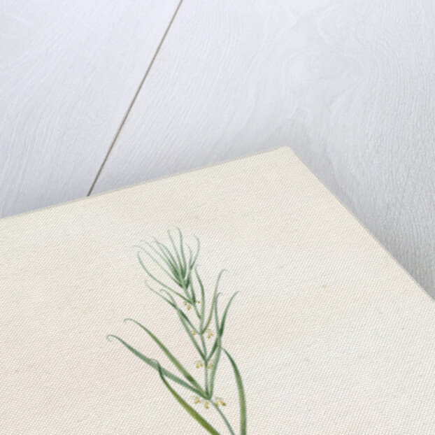 Polygonatum sibiricum, Polygonatum sibiricum; Polygonatum de Sibèrie, Siberian Solomon's seal by Pierre Joseph Redouté