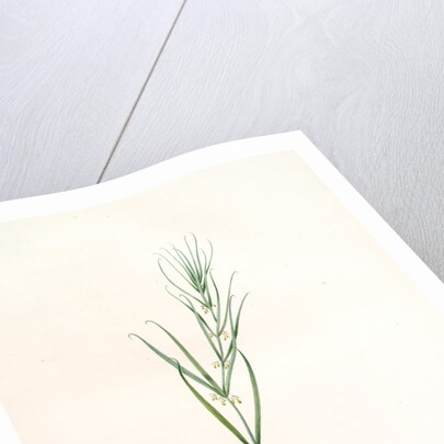 Polygonatum sibiricum, Polygonatum sibiricum; Polygonatum de Sibèrie, Siberian Solomon's seal by Pierre Joseph Redouté