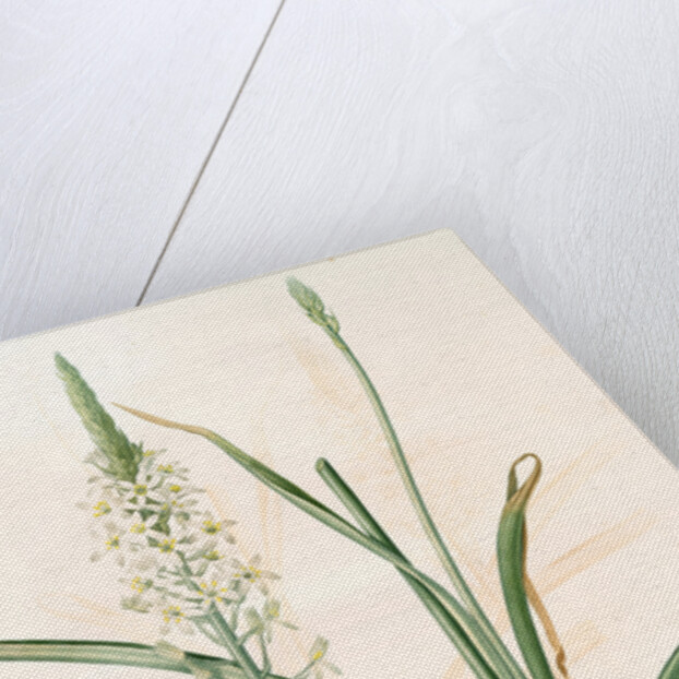 Ornithoga­lum trigynum, Ornithogalum narbonense; Ornithogale à trois styles by Pierre Joseph Redouté