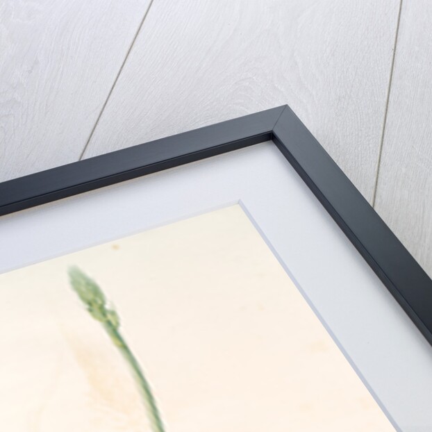 Ornithoga­lum trigynum, Ornithogalum narbonense; Ornithogale à trois styles by Pierre Joseph Redouté