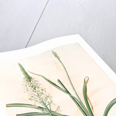 Ornithoga­lum trigynum, Ornithogalum narbonense; Ornithogale à trois styles by Pierre Joseph Redouté