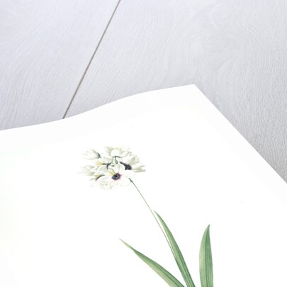 Ixia maculata, Ixia tachée, African cornlily by Pierre Joseph Redouté