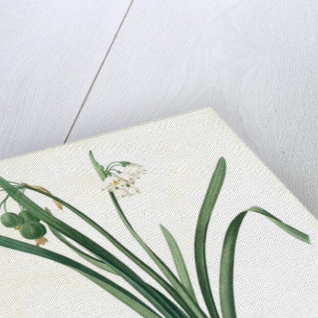 Leucoium aestivum, Leucojum aestivum; Nivéole d'été; Summer Snowflake by Pierre Joseph Redouté
