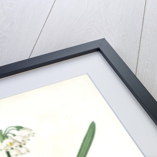 Leucoium aestivum, Leucojum aestivum; Nivéole d'été; Summer Snowflake by Pierre Joseph Redouté