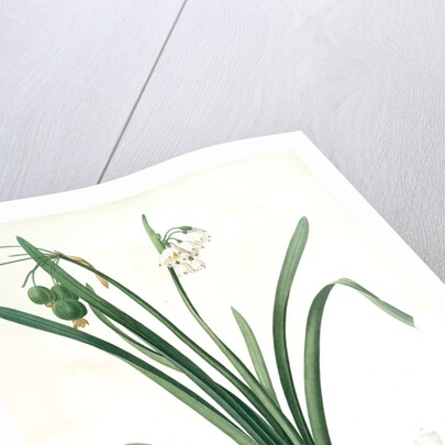 Leucoium aestivum, Leucojum aestivum; Nivéole d'été; Summer Snowflake by Pierre Joseph Redouté