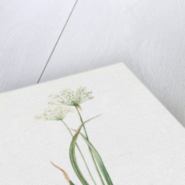 Allium ciliare, Allium subhirsutum; Ail à feuilles ciliées, Cilié garlic by Pierre Joseph Redouté