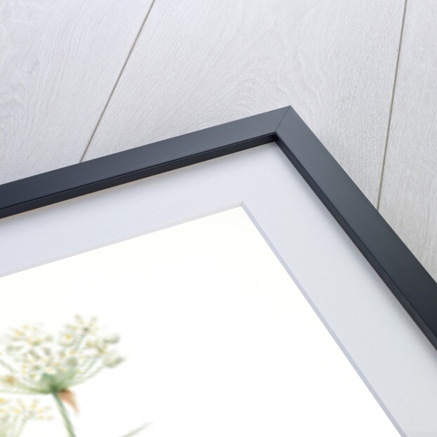 Allium ciliare, Allium subhirsutum; Ail à feuilles ciliées, Cilié garlic by Pierre Joseph Redouté