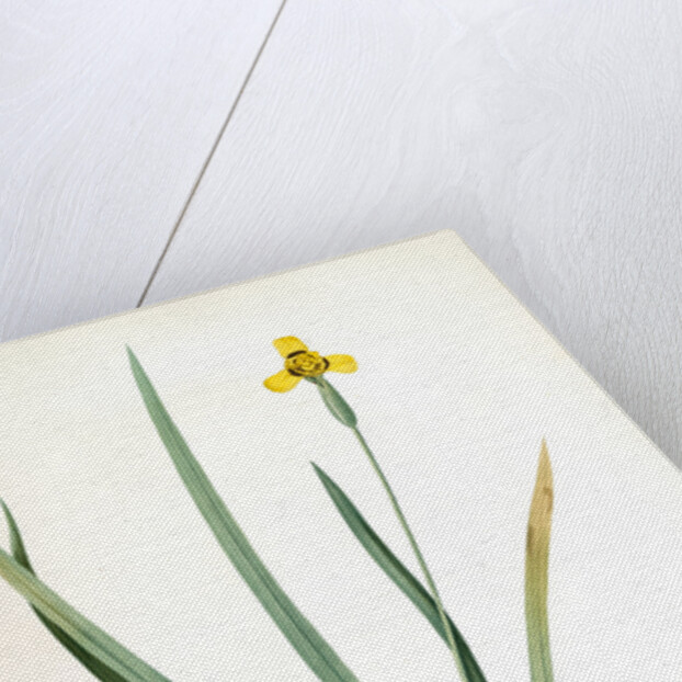 Iris martinicensis, Trimeza lurida; Iris de Martinique, Martinico Iris by Pierre Joseph Redouté