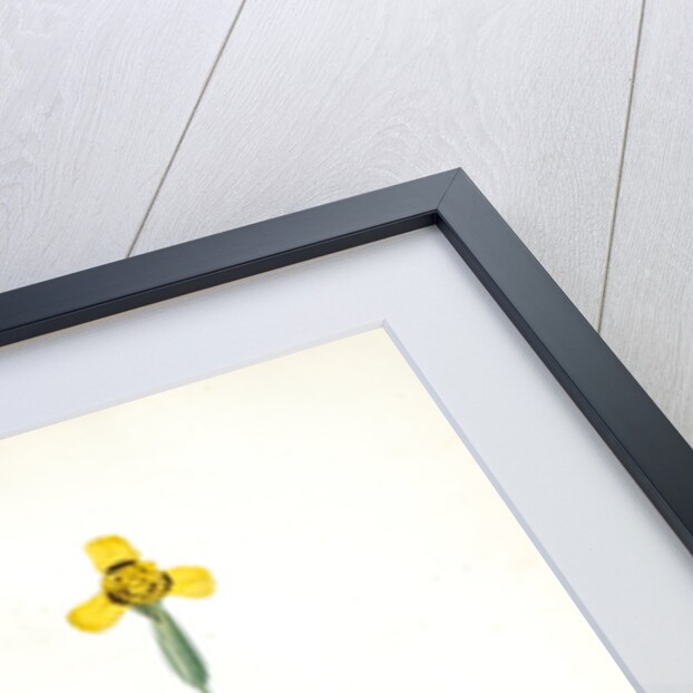 Iris martinicensis, Trimeza lurida; Iris de Martinique, Martinico Iris by Pierre Joseph Redouté