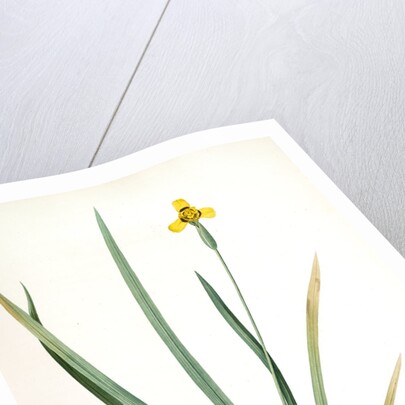 Iris martinicensis, Trimeza lurida; Iris de Martinique, Martinico Iris by Pierre Joseph Redouté