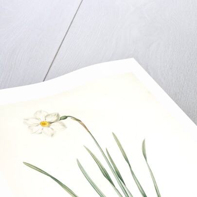 Narcissus poeticus, Narcisse des poétes Poet's Narcissus or Pheasant's Eye by Pierre Joseph Redouté