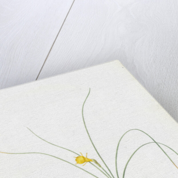 Narcissus tenuifolius, Narcissus à feuilles menues by Pierre Joseph Redouté