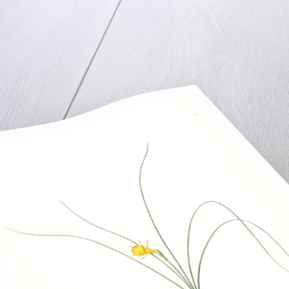 Narcissus tenuifolius, Narcissus à feuilles menues by Pierre Joseph Redouté