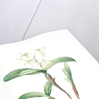 Epidendrum ciliare, Epindenre á longs ciils, Spider orchid; Fringed star orchid by Pierre Joseph Redouté