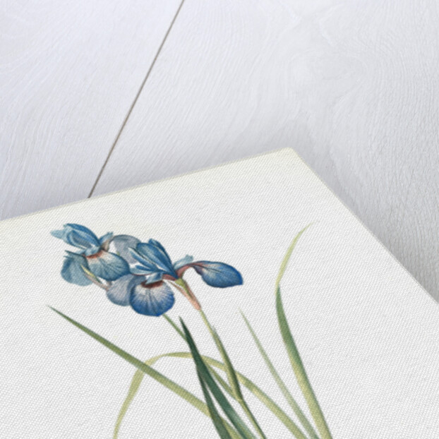 Iris pratensis, Iris de Prés by Pierre Joseph Redouté